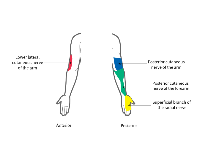 RadialNerve-Image2 Aug2024.png